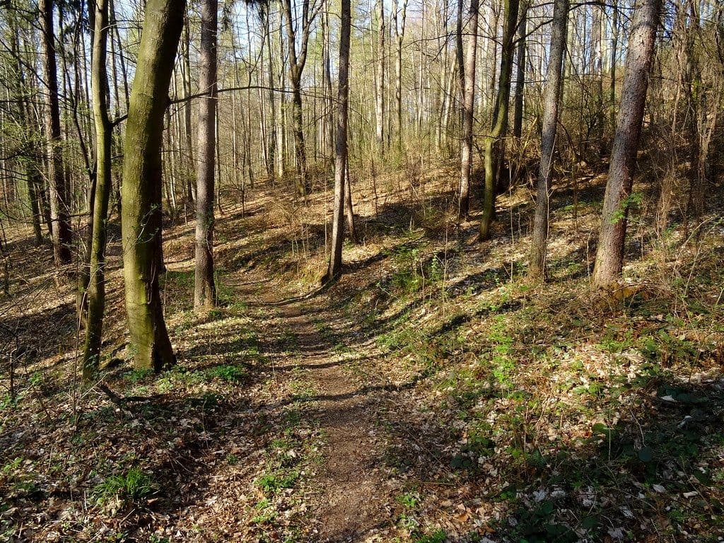 Hiking trail in summer