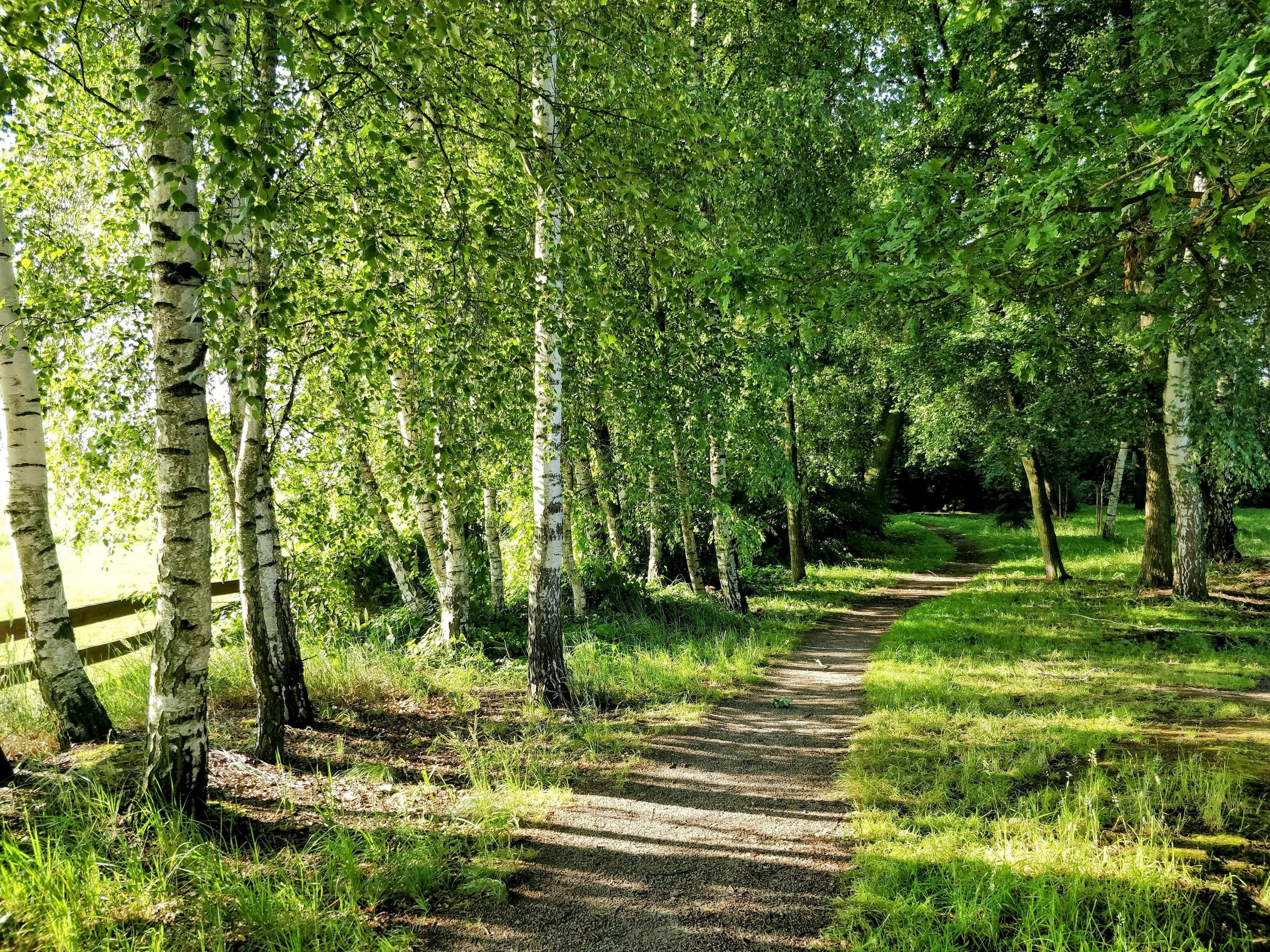 Sunny forest trail in summer